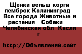 Щенки вельш корги пемброк Калининград - Все города Животные и растения » Собаки   . Челябинская обл.,Касли г.